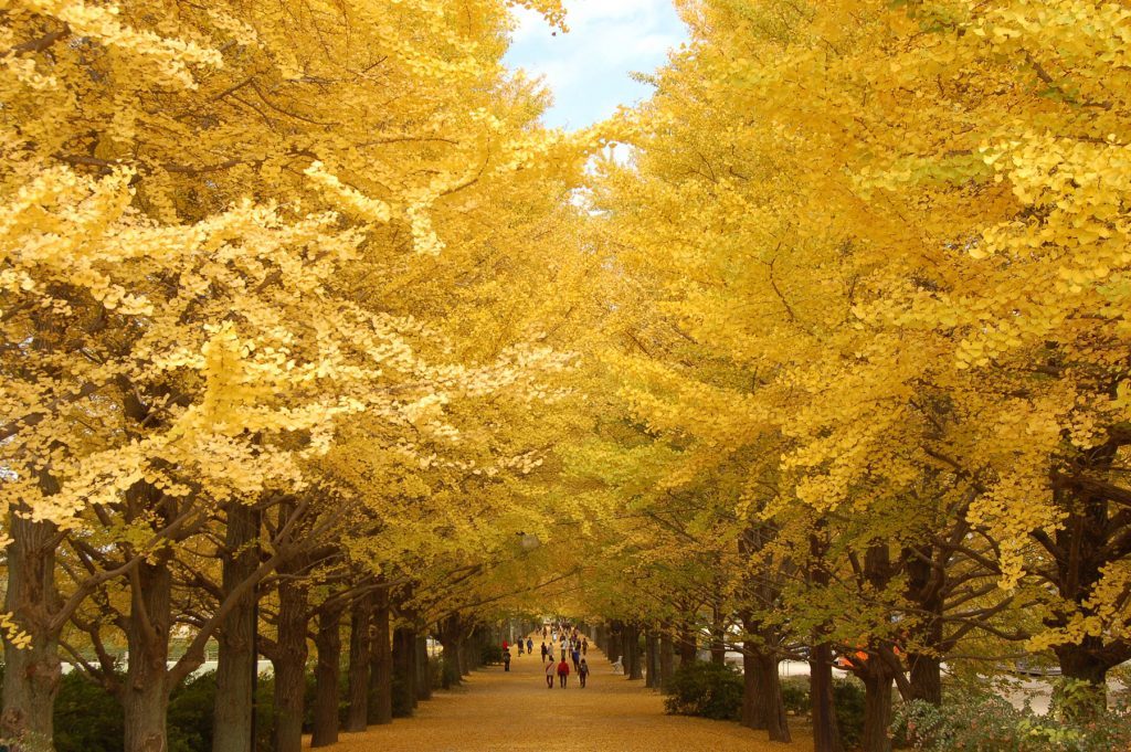 hachijoji