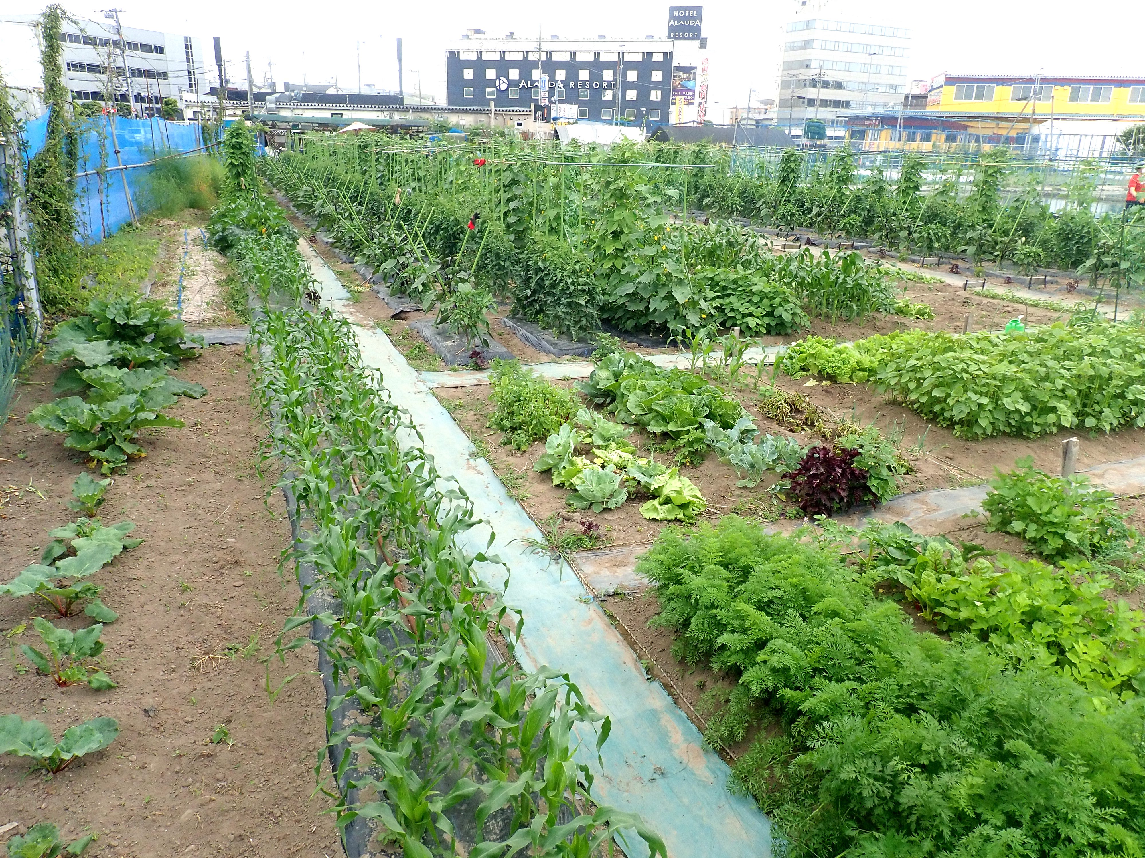 How My Community Garden Works