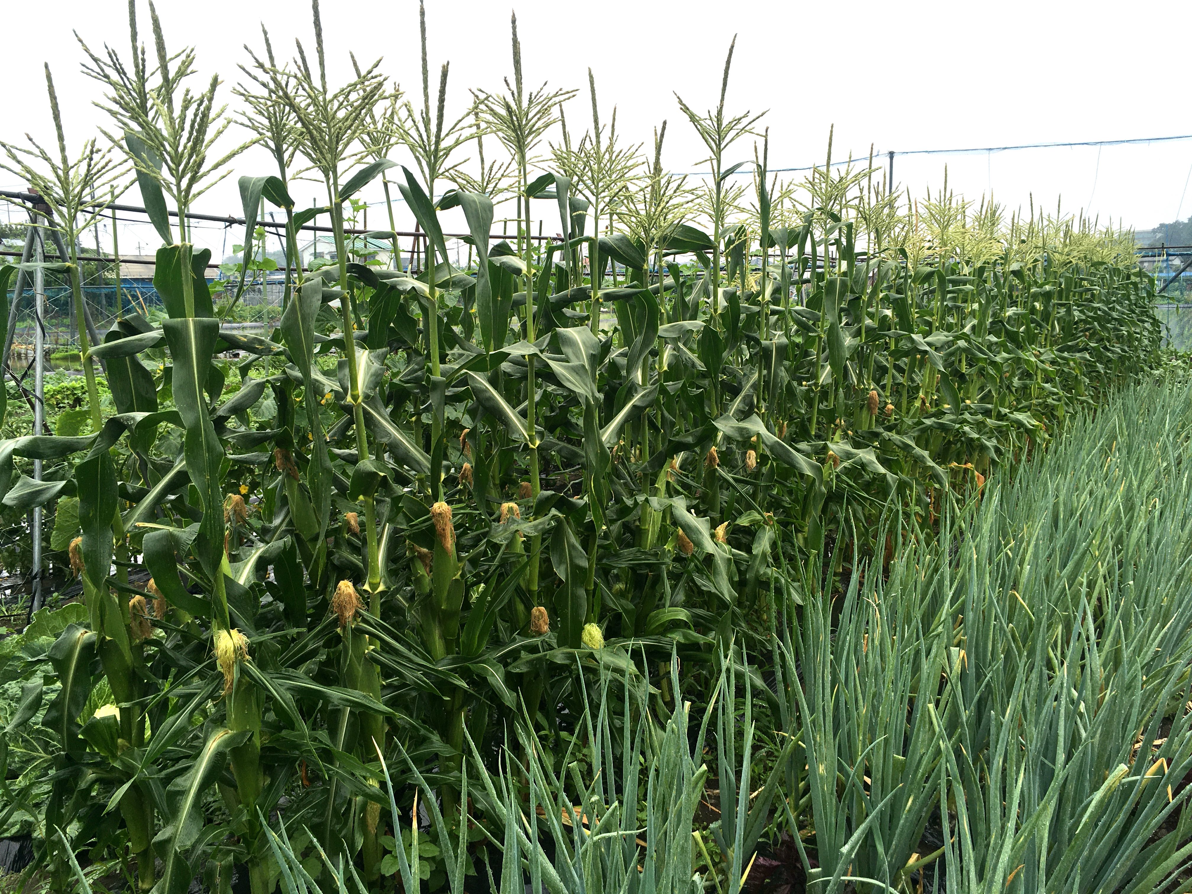 Accessing the garden Corn on the way