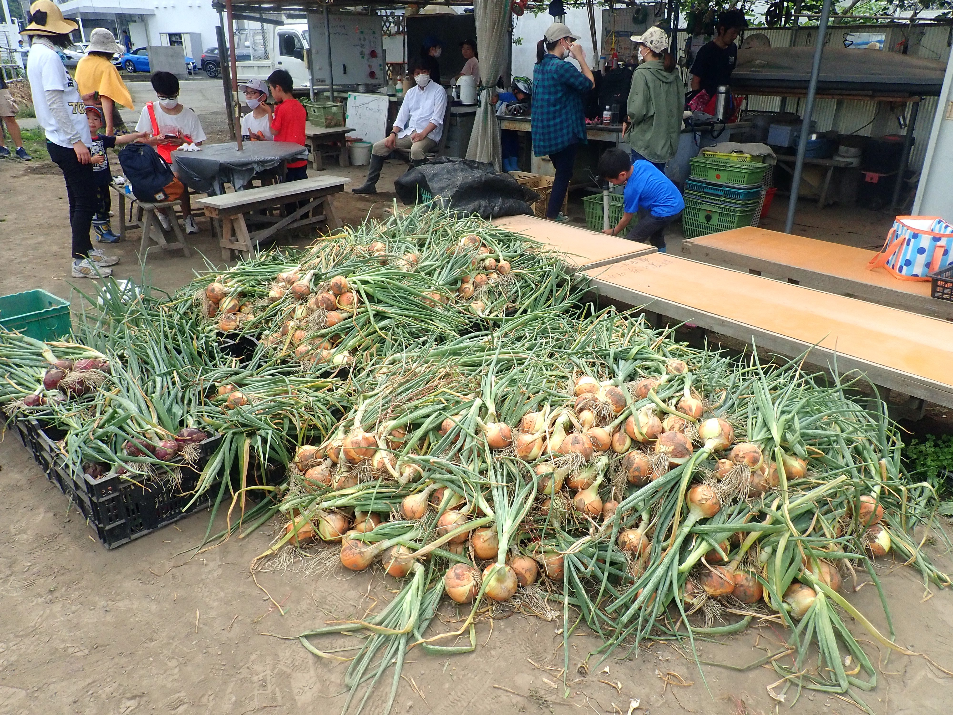 Onions harvest