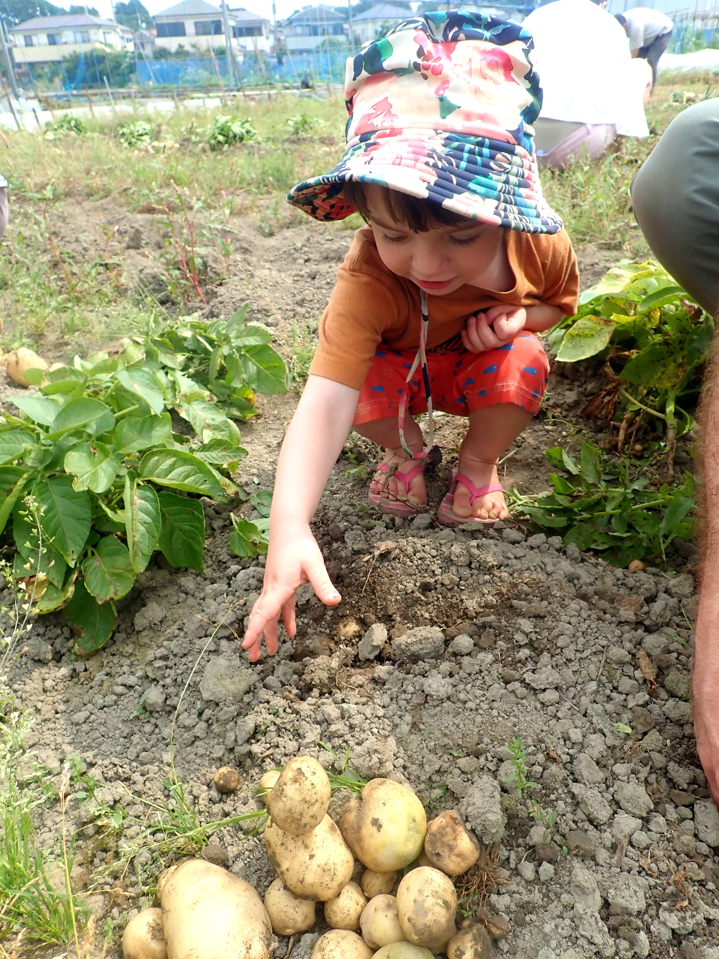 Child reaching for a potato