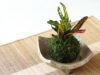 The Art of Kokedama