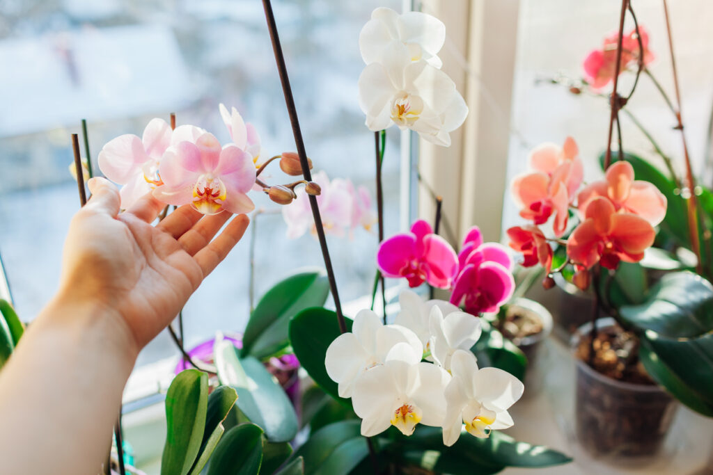Colorful Indoor Orchids Indoor Flowering Plants
