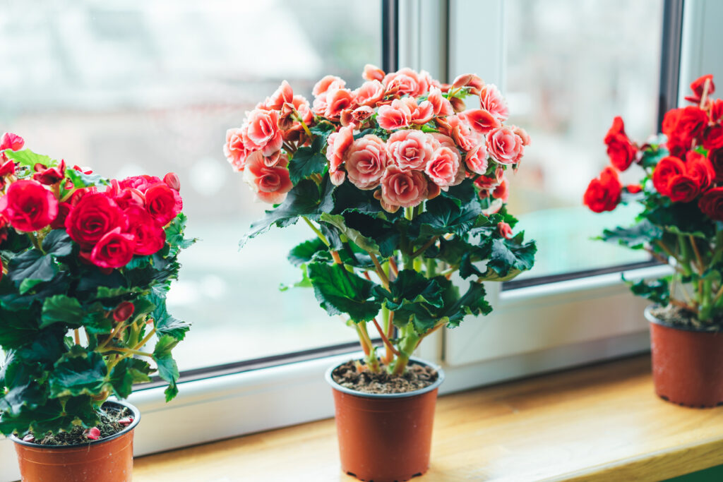 Indoor Begonias Indoor Flowering Plants