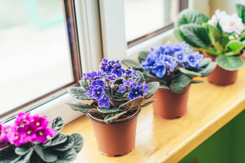 African violet