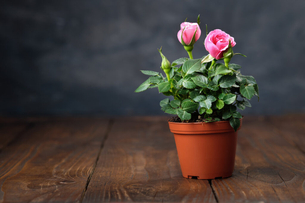 Indoor Miniature Roses