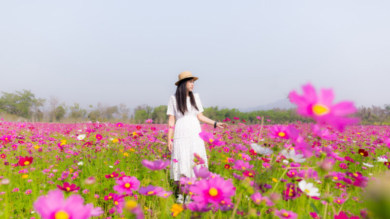 5 Must-Visit Cosmos Gardens in Tokyo