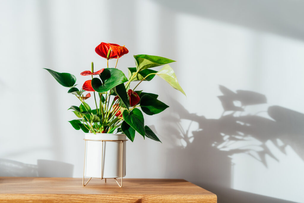 House plant red Anthurium