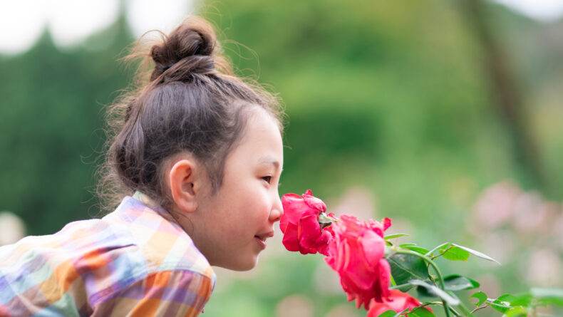 Tokyo Roses: A History & Growing Guide