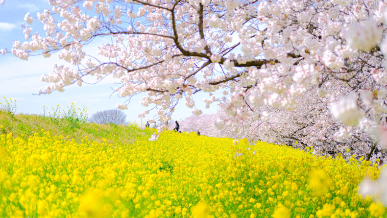 This Week: Tokyo Area Events for Mar. 25 – 31, 2024