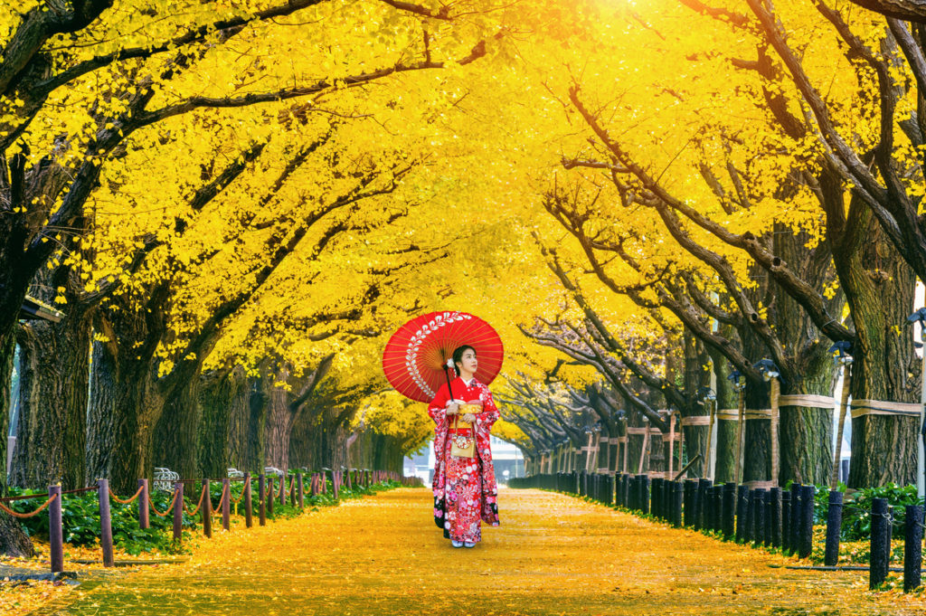 Icho Namiki (Ginkgo Avenue)