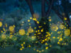 fireflies in Tokyo