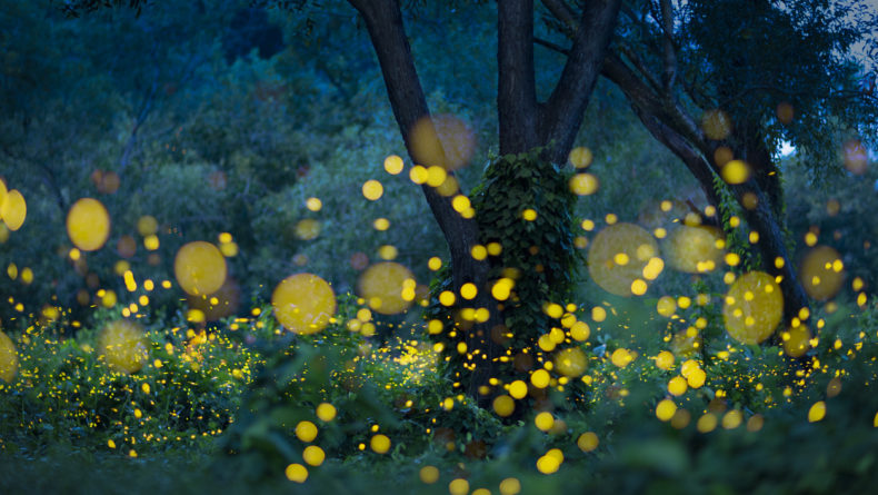 fireflies in Tokyo