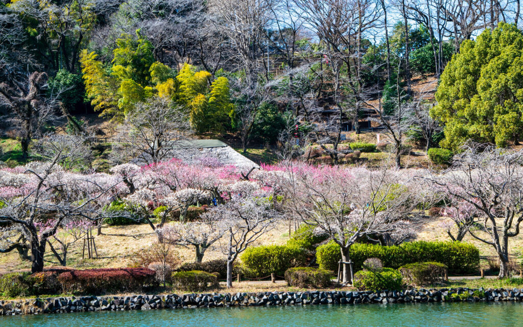 Machida Yakushi Ike Park