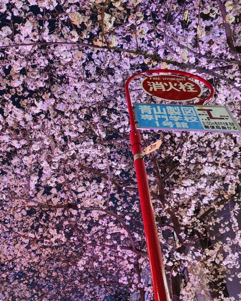 Savvy Tokyo Sakura Photo Contest 2023: Our Top 10 Photos