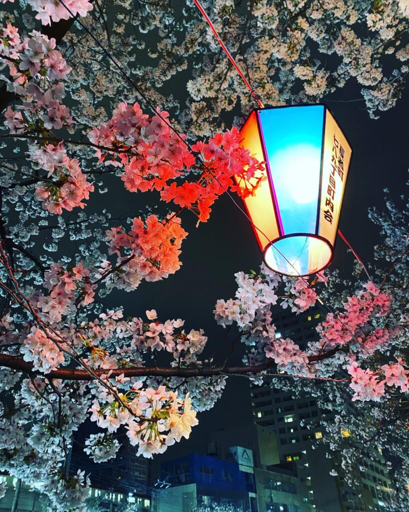 Savvy Tokyo Sakura Photo Contest 2023: Our Top 10 Photos