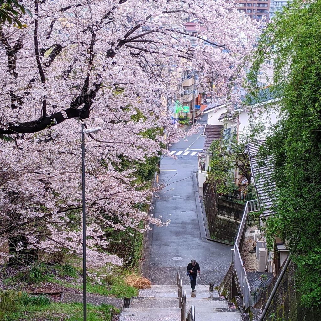 Savvy Tokyo Sakura Photo Contest 2023: Our Top 10 Photos