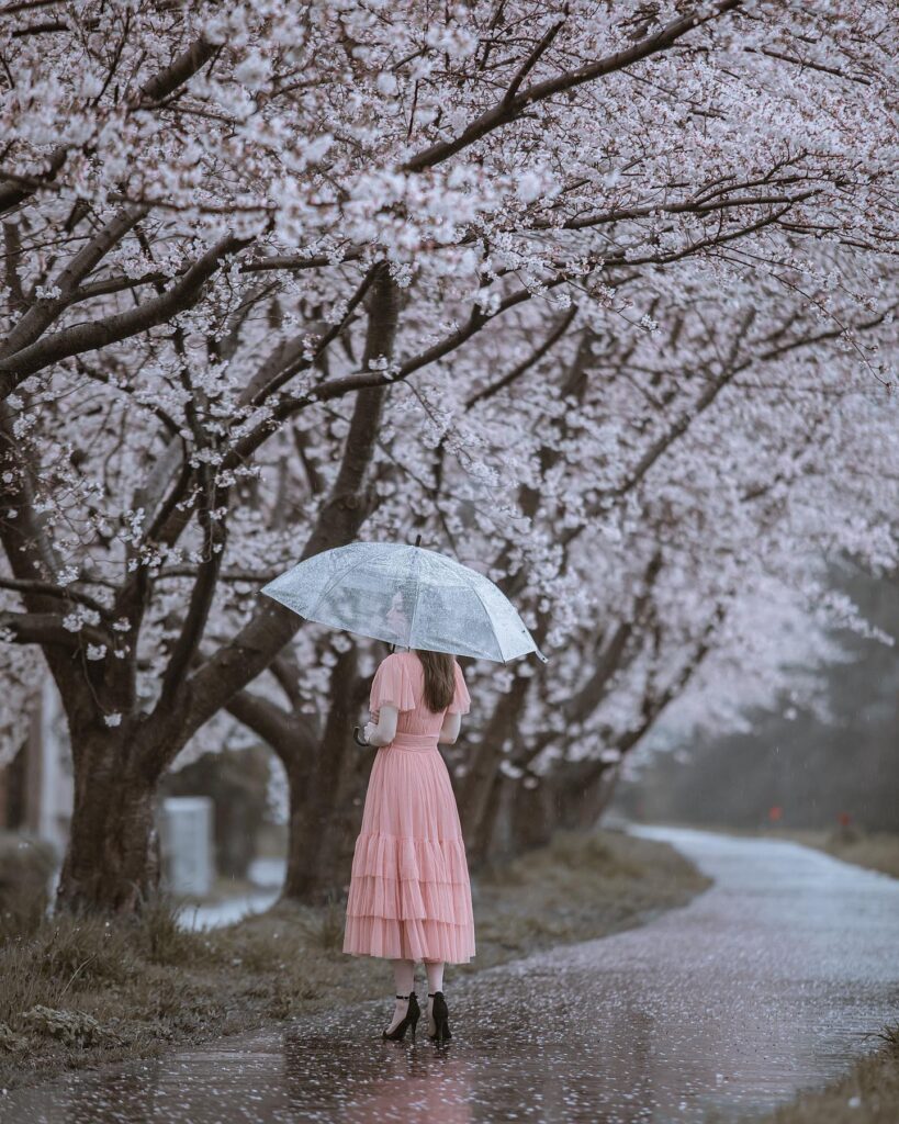 Savvy Tokyo Sakura Photo Contest 2023: Our Top 10 Photos